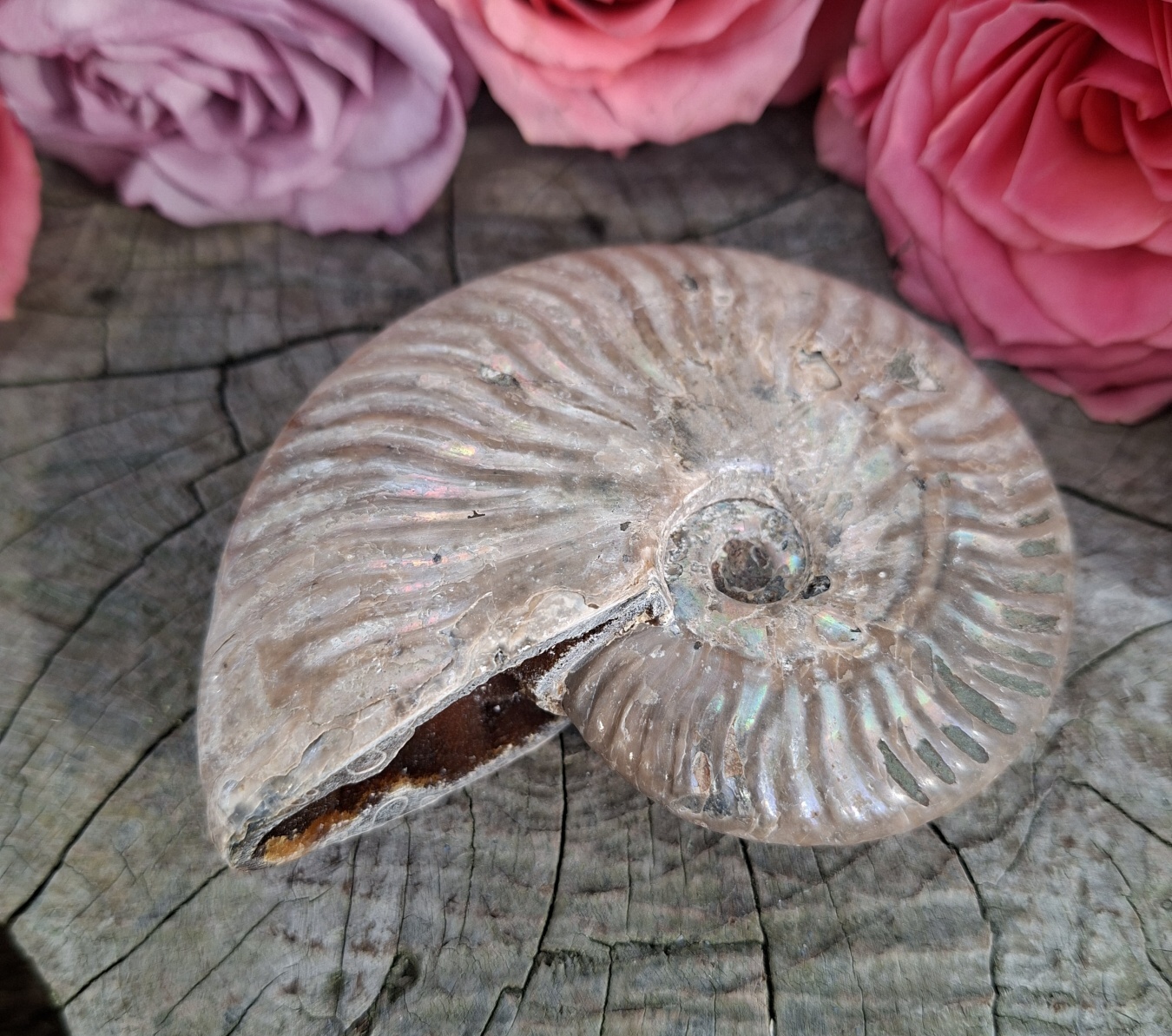 Amonit Phylloceras 160g