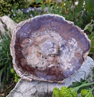 Zkamenělé dřevo Madagaskar leštěný řez 22 cm 1,3 kg