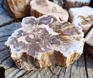 Zkamenělé dřevo 165g