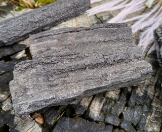 Zkamenělé dřevo jiskřivec 62g