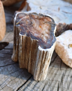 Zkamenělé dřevo 130g