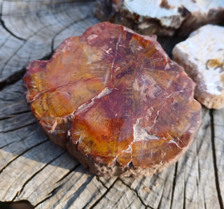 Zkamenělé dřevo 185g