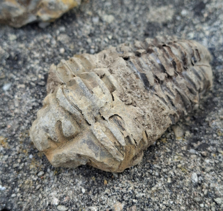 Trilobit 70g