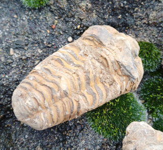 Trilobit 100g