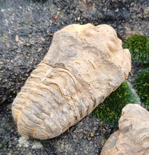 Trilobit 50g