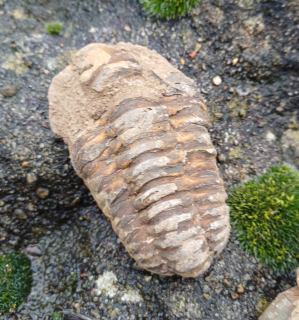 Trilobit 65g