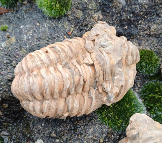 Trilobit 130g