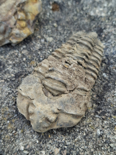 Trilobit 65g
