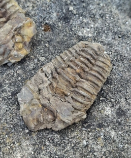 Trilobit 95g