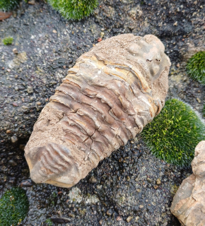 Trilobit 90g