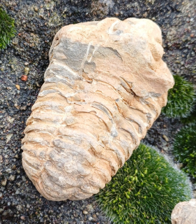 Trilobit 70g