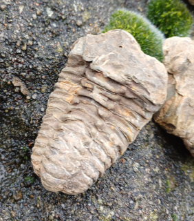 Trilobit 70g