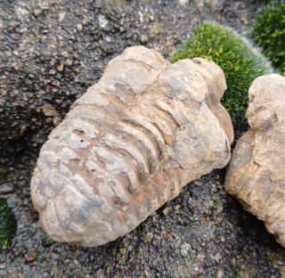 Trilobit 70g