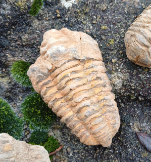 Trilobit 75g