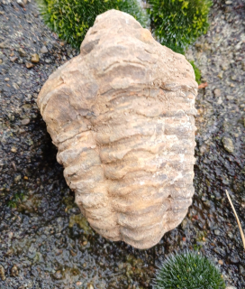 Trilobit 75g
