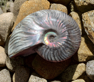 Amonit Phylloceras 265g