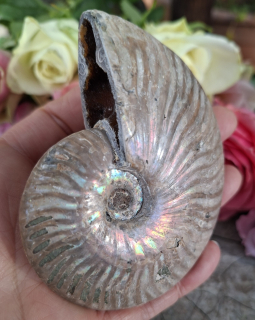 Amonit Phylloceras 160g